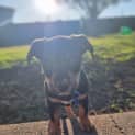 Photo of Bruno   9 Week Old Koolie X (Trial 17/9/23)