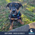 Photo of Bruno   9 Week Old Koolie X (Trial 17/9/23)