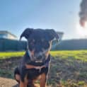 Photo of Bruno   9 Week Old Koolie X (Trial 17/9/23)