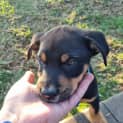 Photo of Bruno   9 Week Old Koolie X (Trial 17/9/23)
