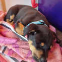 Photo of Bruno   9 Week Old Koolie X (Trial 17/9/23)