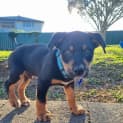 Photo of Bruno   9 Week Old Koolie X (Trial 17/9/23)