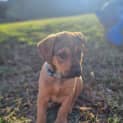 Photo of Tahnee 9 Week Old Koolie X (Trial 2/9/23)