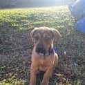Photo of Tahnee 9 Week Old Koolie X (Trial 2/9/23)