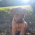 Photo of Tahnee 9 Week Old Koolie X (Trial 2/9/23)