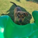 Photo of Tahnee 9 Week Old Koolie X (Trial 2/9/23)