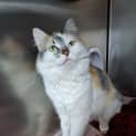 Photo of Willow
