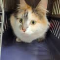 Photo of Willow