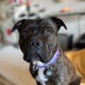 Photo of Marley Bear
