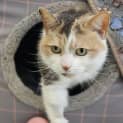 Photo of Mittens