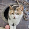 Photo of Mittens