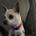 Photo of Baxter   1 Year Old Chihuahua (Trial)