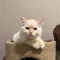 Photo of Bentley