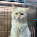 Photo of Bentley