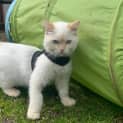 Photo of Bentley