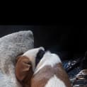 Photo of Charli 1 Year Old Fox Terrier (Trial 10/9/23)