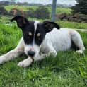 Photo of Tango
