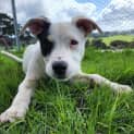 Photo of Echo