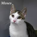 Photo of Moses