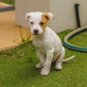 Photo of Sunny