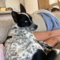 Photo of Blue