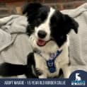 Photo of Maggie 1.5 Year Old Border Collie (Hold 15/9/23)