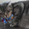 Photo of Lovebug Rupert