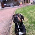 Photo of Gator
