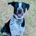 Photo of Blue