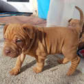 Photo of Daisy