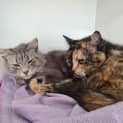 Photo of Misty ( Bonded With Stormi )