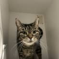 Photo of Tilly