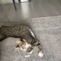 Photo of Bella