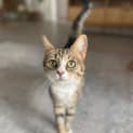 Photo of Bella