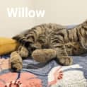 Photo of Willow
