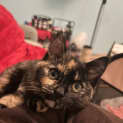 Photo of Sadie