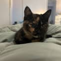 Photo of Sadie