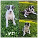 Photo of Jett
