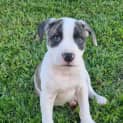 Photo of Jett