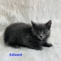 Photo of Edward