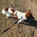 Photo of Rusty