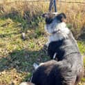 Photo of Banjo
