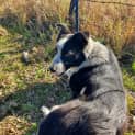 Photo of Banjo