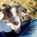 Photo of Banjo