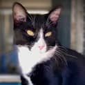 Photo of Jezebel