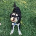 Photo of Eddie 1 Year Old Schnoodle (Trial)