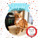 Photo of Zayde *9 Lives Project Rescue*