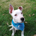 Photo of Sammy 5 Month Old Staffy X (Trial 8/10/23)