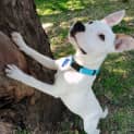 Photo of Sammy 5 Month Old Staffy X (Trial 8/10/23)