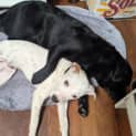Photo of Sevro 5 Month Old Cattle Dog X (Trial 23/9/23)